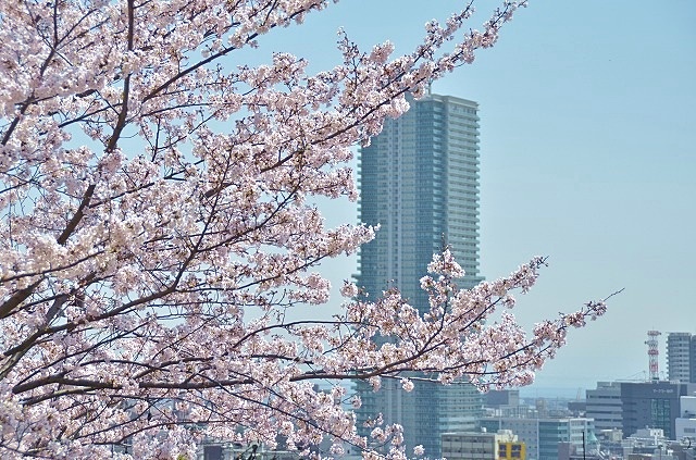 神戸　桜