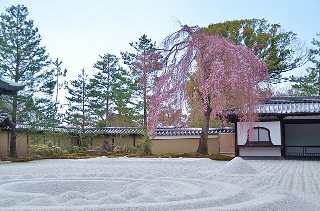 高台寺桜