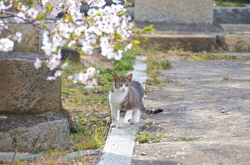 佐柳島　猫