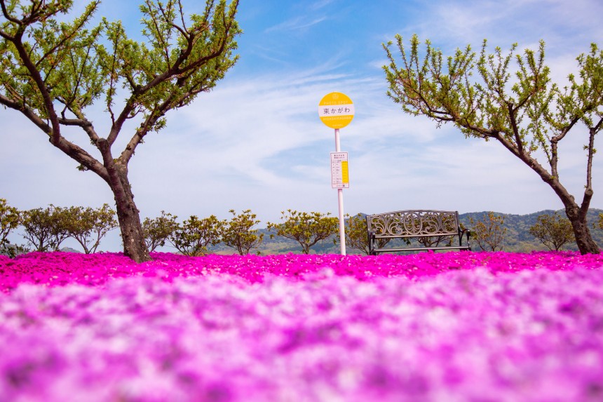 まるで花の絨毯！芝桜富士が見頃を迎えています。