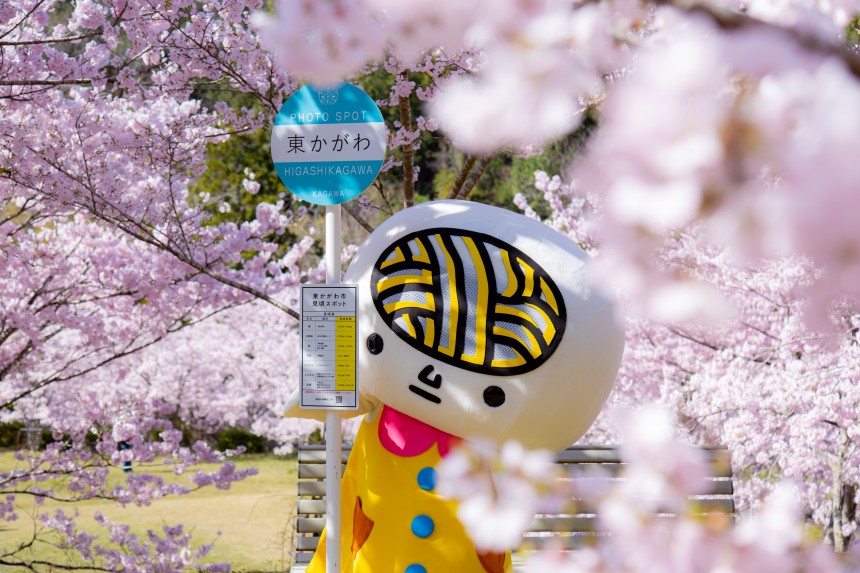 ツル巡り番外編！今年話題の東かがわ市の桜名所と、まんのう町の菜の花
