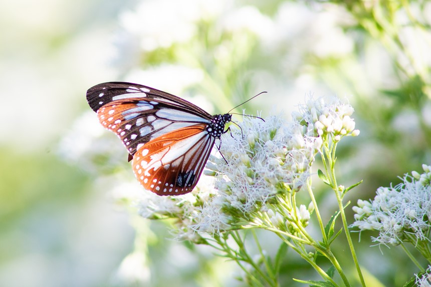 旅する蝶「アサギマダラ」が見たい！観音寺のとある花畑に行ってみた。