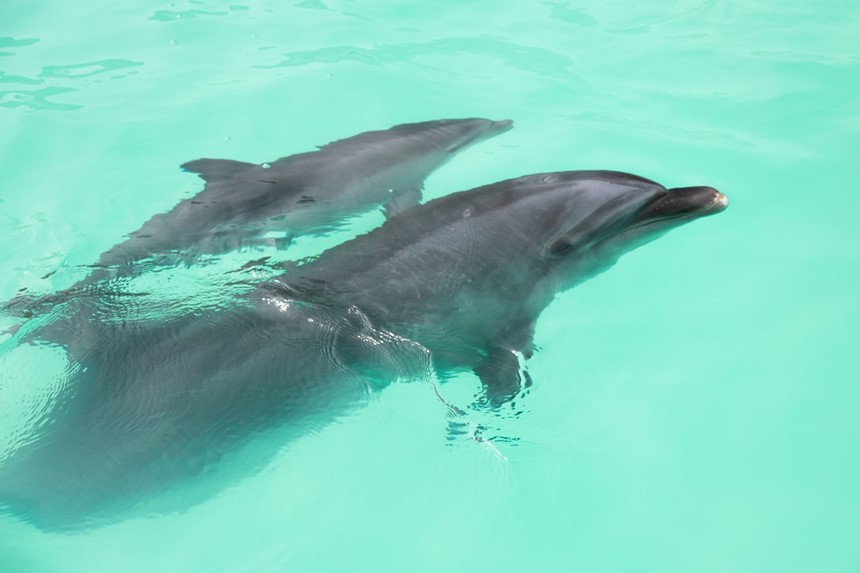 四国初！新屋島水族館でイルカの赤ちゃんが生まれる。6/10より公開（高松市）