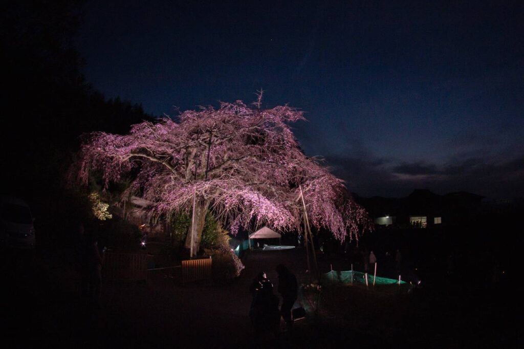 堀池のしだれ桜がライトアップ！暗闇に幻想的な姿を映し出す（綾川町）