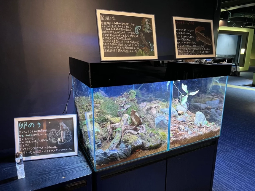 セトウチサンショウウオの生息環境を再現したテラリウム