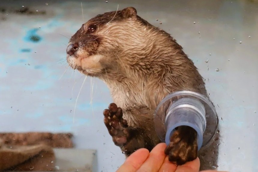 四国水族館「コツメカワウソのふれあい体験」が通年スタート！