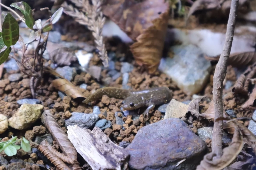 小石や落ち葉が散らばる地面に佇む小さなサンショウウオ