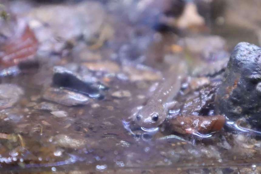 浅い水の中にいる小さなサンショウウオ