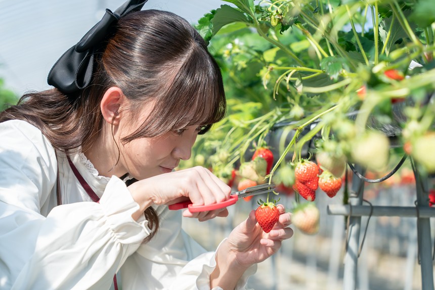 電車で行けるいちご狩り！「苺ファーム森本」で旬の女峰いちごを楽しもう！