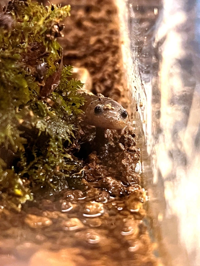 湿った土と苔の中から顔を覗かせている小さなサンショウウオ