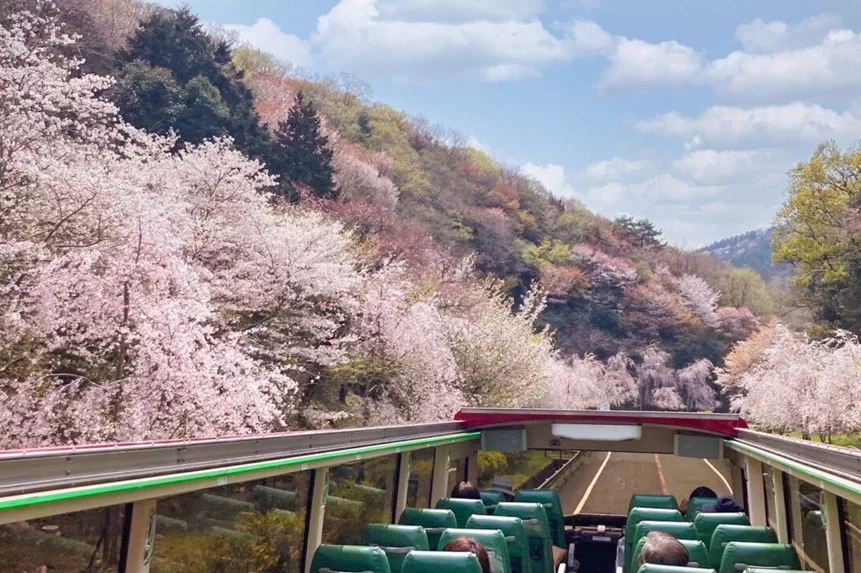 「瀬戸内そらバス」で行くお花見ツアー開催！しだれ桜の町とイルローザの森