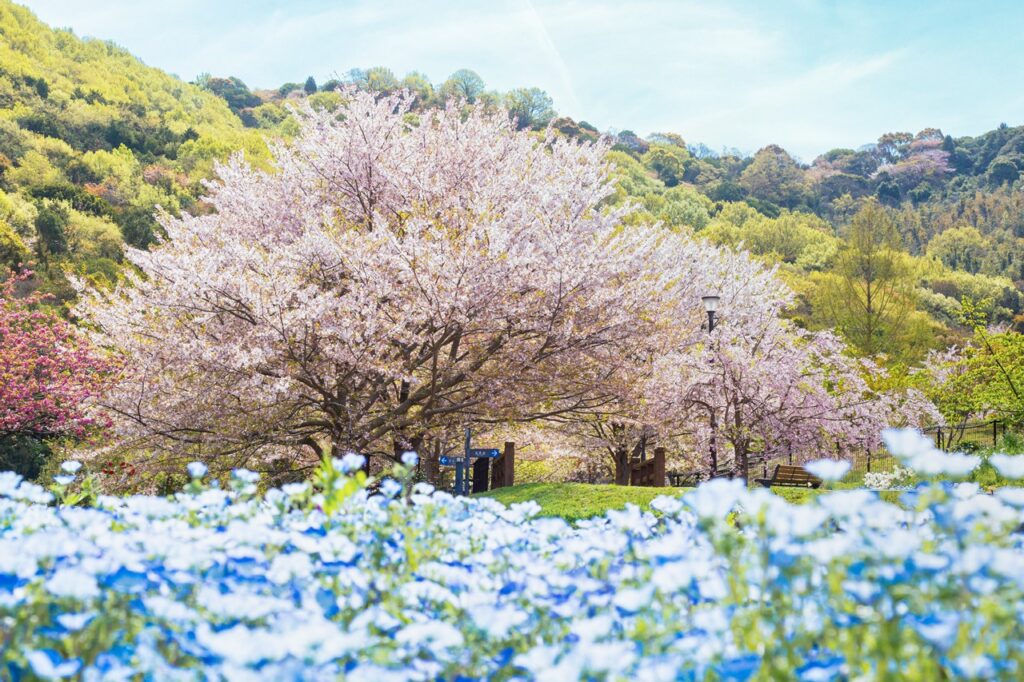 2026 香川県の桜名所＆穴場16選！SNS映え基準で選んでみた。