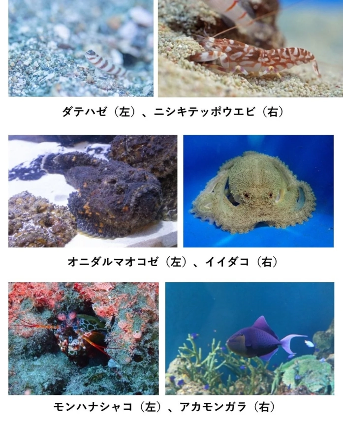 キャラクターイメージ生物の集合写真