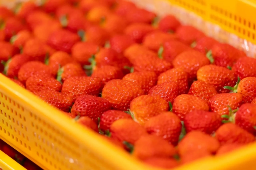 新鮮な「さぬきひめ」