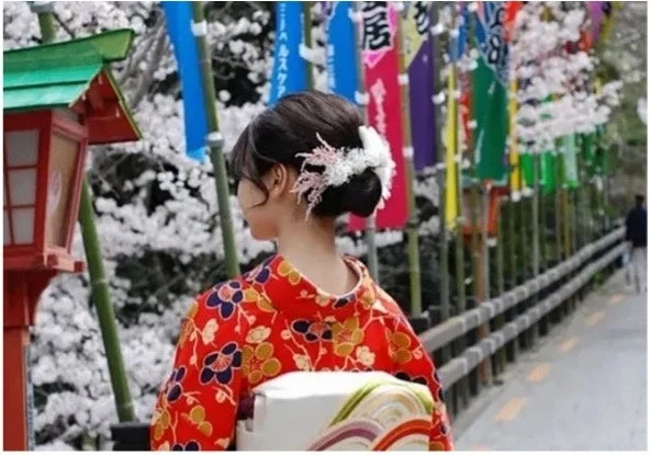 着物姿で桜並木を歩く様子